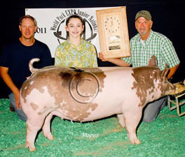 York Gilts